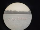 Flamants roses à la jumelle